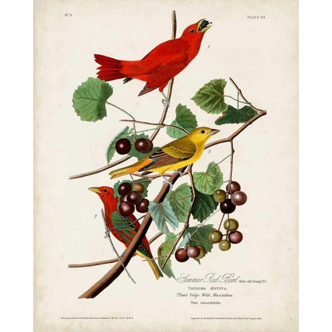 Pl 44 Summer Red Bird Black Modern Wood Framed Art Print with Double Matting by Audubon, John James