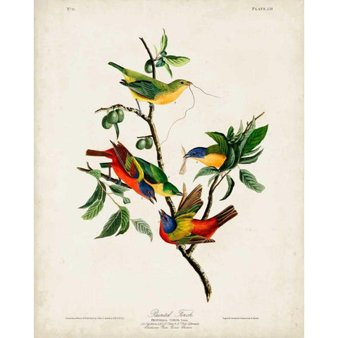 Pl 53 Painted Finch White Modern Wood Framed Art Print by Audubon, John James