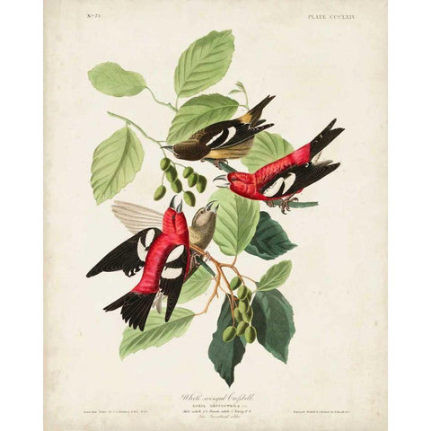 Pl 364 White-winged Crossbill Black Modern Wood Framed Art Print with Double Matting by Audubon, John James