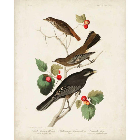 Pl 419 Little Tawny Thrush Gold Ornate Wood Framed Art Print with Double Matting by Audubon, John James