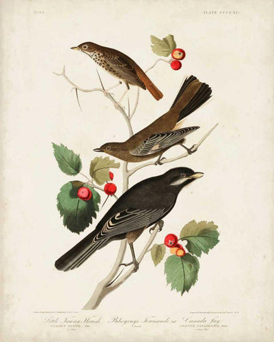 Pl 419 Little Tawny Thrush Black Ornate Wood Framed Art Print with Double Matting by Audubon, John James