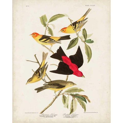 Pl 354 Louisiana Tanager Black Modern Wood Framed Art Print with Double Matting by Audubon, John James