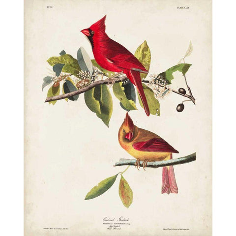 Pl 158 Cardinal Grosbeak Gold Ornate Wood Framed Art Print with Double Matting by Audubon, John James