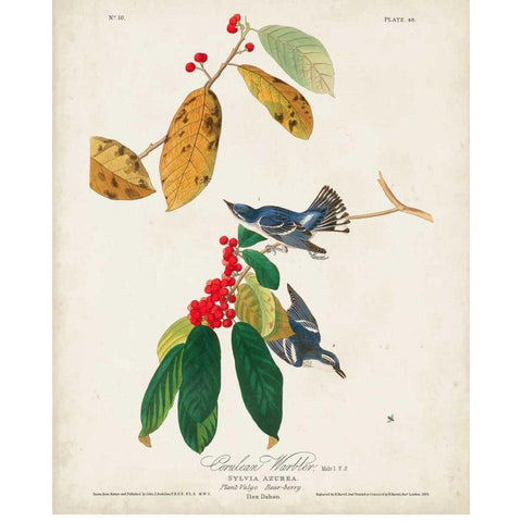 Pl 48 Cerulean Warbler Gold Ornate Wood Framed Art Print with Double Matting by Audubon, John James