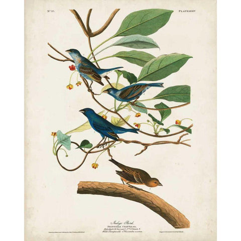 Pl 74 Indigo Bird Gold Ornate Wood Framed Art Print with Double Matting by Audubon, John James