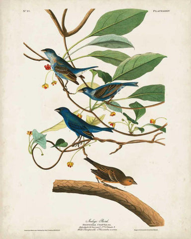 Pl 74 Indigo Bird White Modern Wood Framed Art Print with Double Matting by Audubon, John James