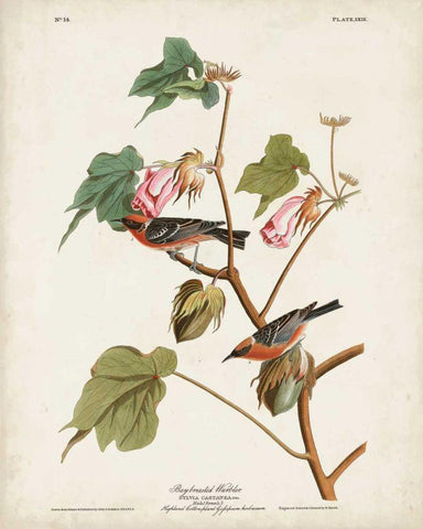 Pl 69 Bay-breasted Warbler Black Ornate Wood Framed Art Print with Double Matting by Audubon, John James