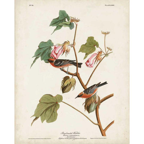 Pl 69 Bay-breasted Warbler Gold Ornate Wood Framed Art Print with Double Matting by Audubon, John James