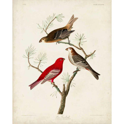 Pl 358 Pine Grosbeak Black Modern Wood Framed Art Print with Double Matting by Audubon, John James