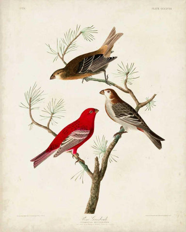 Pl 358 Pine Grosbeak Black Ornate Wood Framed Art Print with Double Matting by Audubon, John James