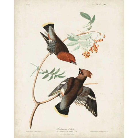 Pl 363 Bohemian Chatterer White Modern Wood Framed Art Print by Audubon, John James