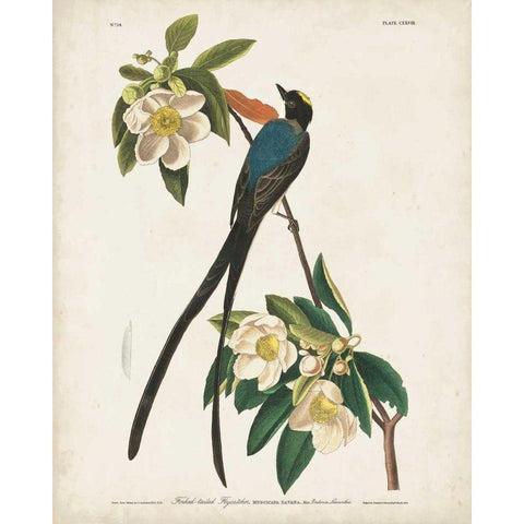 Pl 168 Fork-tailed Flycatcher Gold Ornate Wood Framed Art Print with Double Matting by Audubon, John James