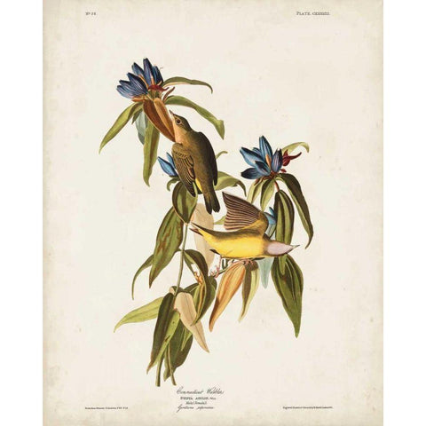 Pl 138 Connecticut Warbler Black Modern Wood Framed Art Print with Double Matting by Audubon, John James