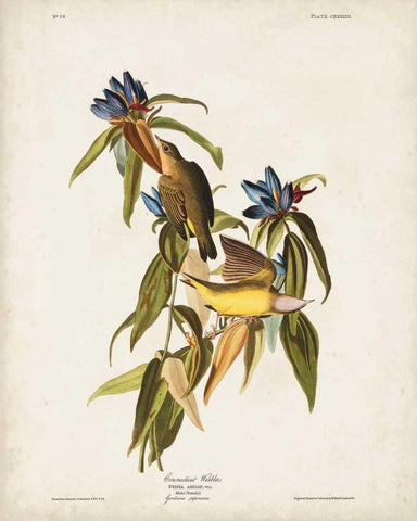 Pl 138 Connecticut Warbler Black Ornate Wood Framed Art Print with Double Matting by Audubon, John James