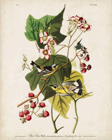 Pl 123 Black and Yellow Warbler Black Ornate Wood Framed Art Print with Double Matting by Audubon, John James