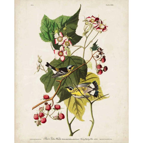 Pl 123 Black and Yellow Warbler Gold Ornate Wood Framed Art Print with Double Matting by Audubon, John James