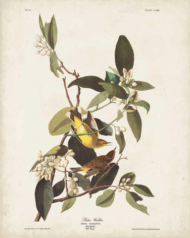 Pl 163 Pine Warbler White Modern Wood Framed Art Print with Double Matting by Audubon, John James