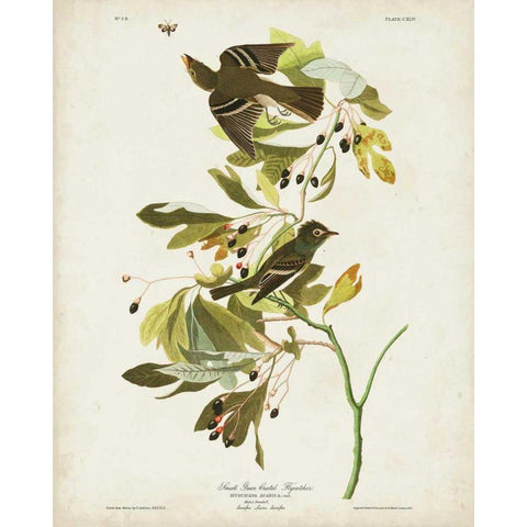 Pl 144 Small Green-crested Flycatcher Gold Ornate Wood Framed Art Print with Double Matting by Audubon, John James