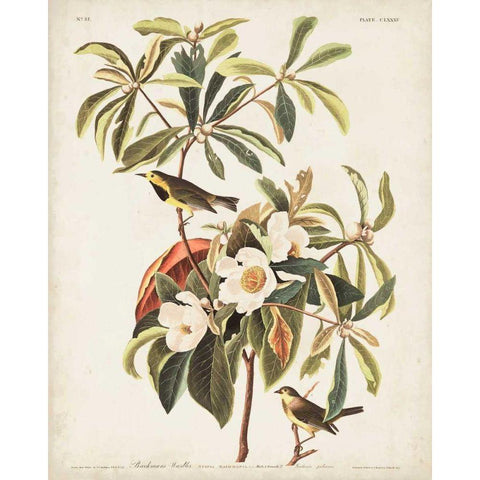 Pl 185 Bachmans Warbler Gold Ornate Wood Framed Art Print with Double Matting by Audubon, John James