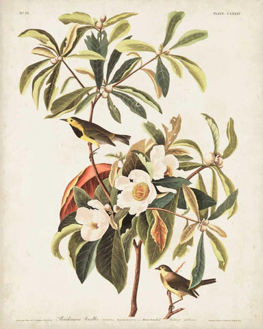 Pl 185 Bachmans Warbler White Modern Wood Framed Art Print with Double Matting by Audubon, John James