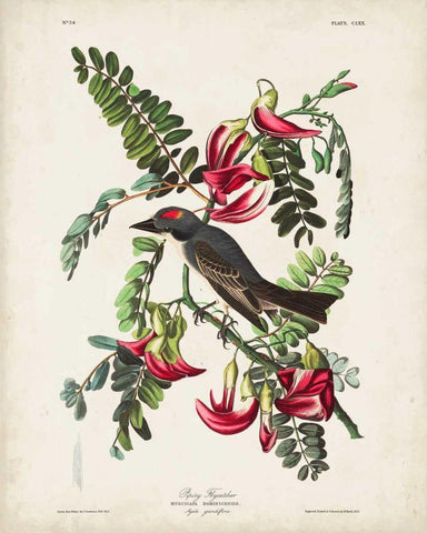 Pl 170 Pipiry Flycatcher Black Ornate Wood Framed Art Print with Double Matting by Audubon, John James