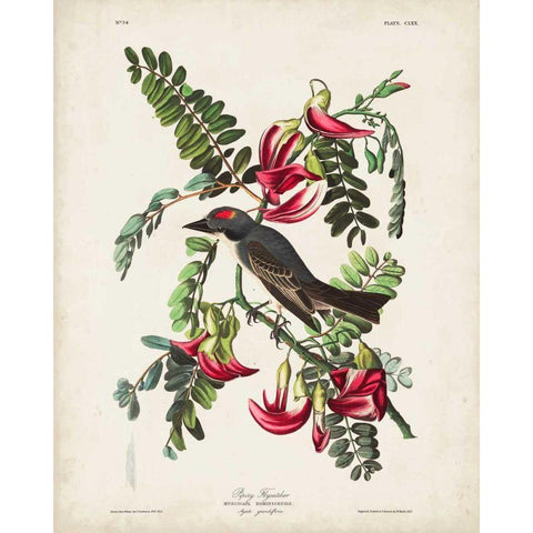 Pl 170 Pipiry Flycatcher Gold Ornate Wood Framed Art Print with Double Matting by Audubon, John James