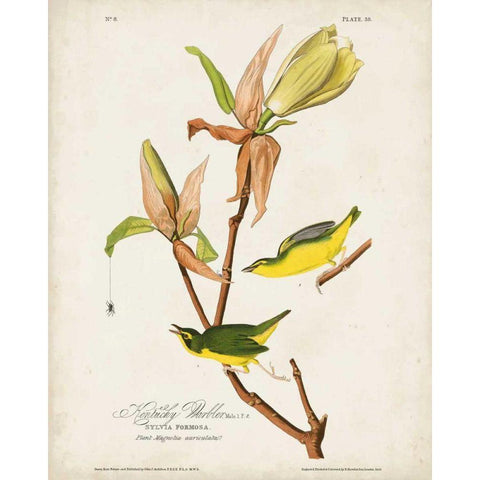 Pl 38 Kentucky Warbler Gold Ornate Wood Framed Art Print with Double Matting by Audubon, John James