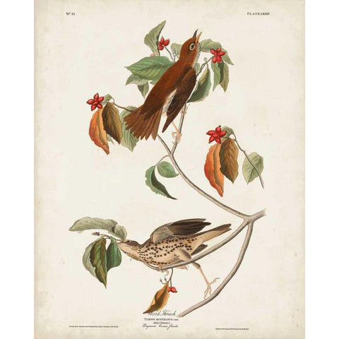 Pl 73 Wood Thrush White Modern Wood Framed Art Print by Audubon, John James