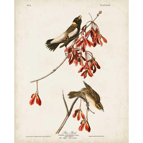 Pl 54 Rice Bird Gold Ornate Wood Framed Art Print with Double Matting by Audubon, John James