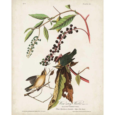 Pl 34 Worm-eating Warbler Gold Ornate Wood Framed Art Print with Double Matting by Audubon, John James