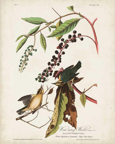 Pl 34 Worm-eating Warbler Black Ornate Wood Framed Art Print with Double Matting by Audubon, John James