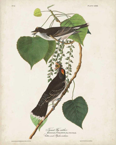 Pl 79 Tyrant Flycatcher Black Ornate Wood Framed Art Print with Double Matting by Audubon, John James