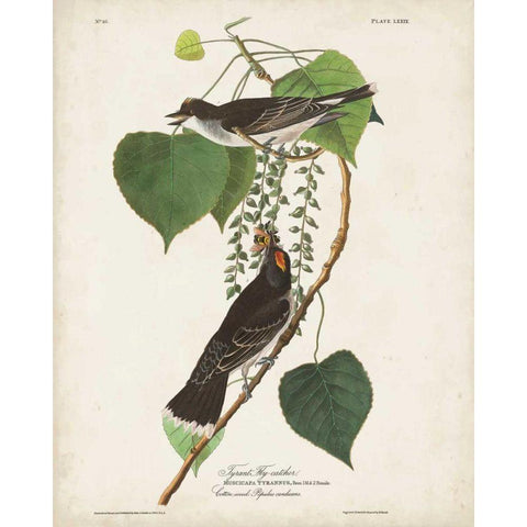 Pl 79 Tyrant Flycatcher Black Modern Wood Framed Art Print with Double Matting by Audubon, John James