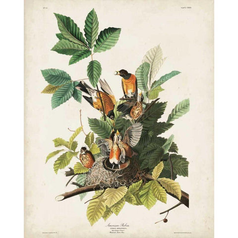 Pl 131 American Robin White Modern Wood Framed Art Print by Audubon, John James