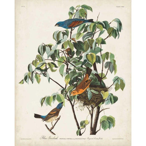 Pl 122 Blue Grosbeak Black Modern Wood Framed Art Print with Double Matting by Audubon, John James