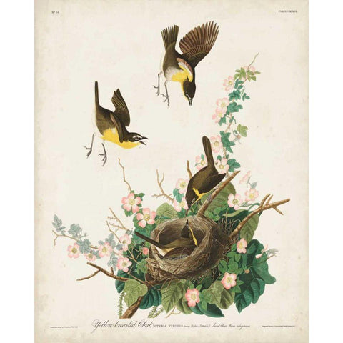 Pl 137 Yellow-breasted Chat Gold Ornate Wood Framed Art Print with Double Matting by Audubon, John James