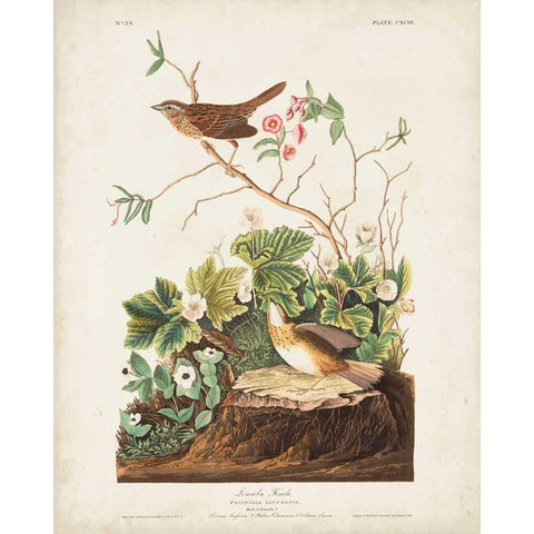 Pl 193 Lincoln Finch Gold Ornate Wood Framed Art Print with Double Matting by Audubon, John James