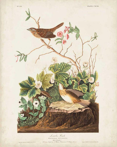 Pl 193 Lincoln Finch White Modern Wood Framed Art Print with Double Matting by Audubon, John James