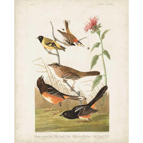 Pl 394 Chestnut Coloured Finch Black Modern Wood Framed Art Print with Double Matting by Audubon, John James