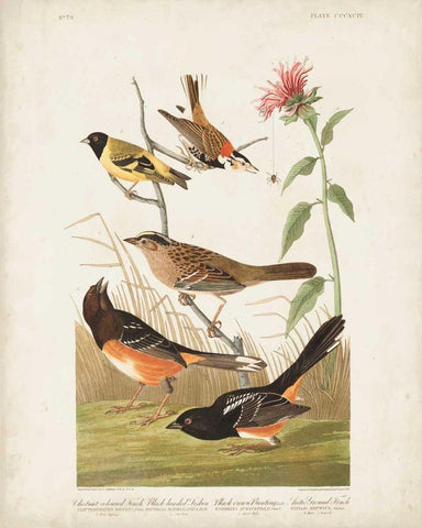 Pl 394 Chestnut Coloured Finch White Modern Wood Framed Art Print with Double Matting by Audubon, John James