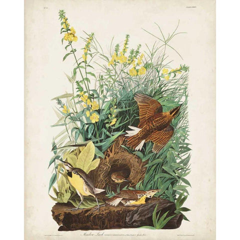 Pl 136 Meadow Lark Gold Ornate Wood Framed Art Print with Double Matting by Audubon, John James