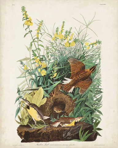 Pl 136 Meadow Lark Black Ornate Wood Framed Art Print with Double Matting by Audubon, John James