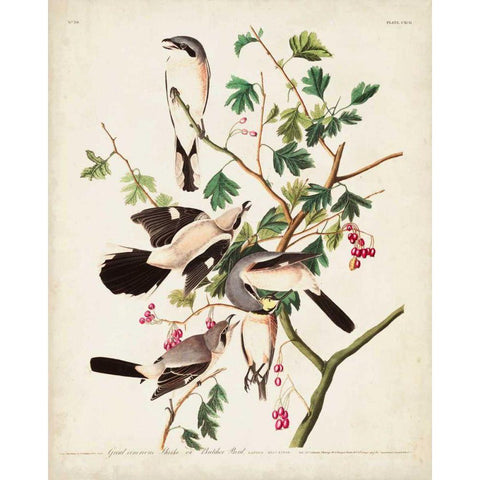 Pl 192 Great Cinereous Shrike Gold Ornate Wood Framed Art Print with Double Matting by Audubon, John James