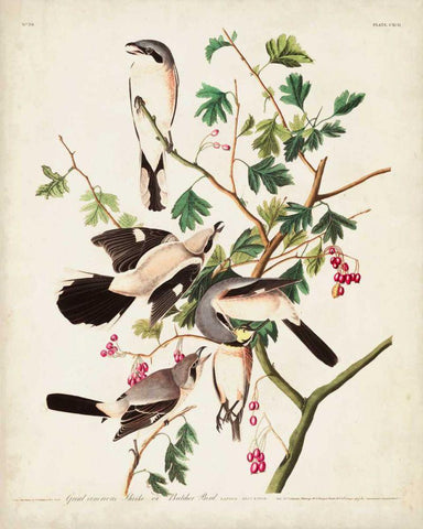 Pl 192 Great Cinereous Shrike Black Ornate Wood Framed Art Print with Double Matting by Audubon, John James