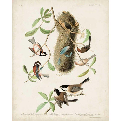 Pl 353 Black-capt Titmouse Gold Ornate Wood Framed Art Print with Double Matting by Audubon, John James