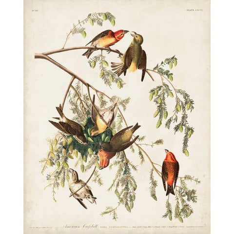 Pl 197 American Crossbill White Modern Wood Framed Art Print by Audubon, John James