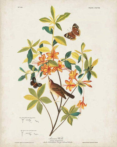 Pl 198 Swainsons Warbler Black Ornate Wood Framed Art Print with Double Matting by Audubon, John James