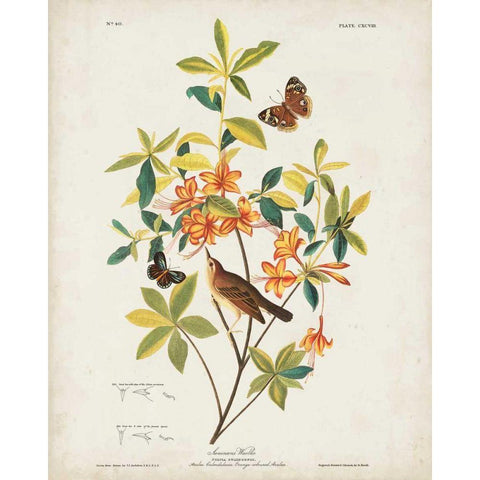 Pl 198 Swainsons Warbler Black Modern Wood Framed Art Print with Double Matting by Audubon, John James