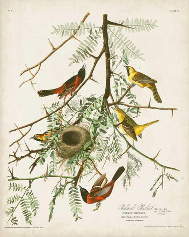 Pl 42 Orchard Oriole White Modern Wood Framed Art Print with Double Matting by Audubon, John James