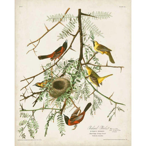 Pl 42 Orchard Oriole Gold Ornate Wood Framed Art Print with Double Matting by Audubon, John James